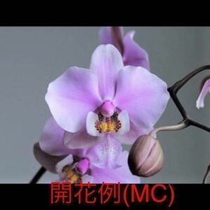 (^。^),洋蘭原種,(510),胡蝶蘭,Phal.schileriana ‘Pink Butterfly’AM/AOS,アメリカの入賞花のメリクロン,開花サイズ