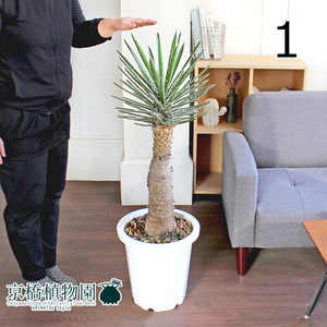 [ reality goods ] yucca *filifela old tree 10 number (1)Yucca filifera