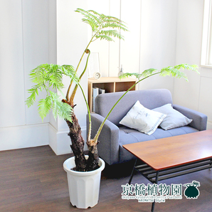 【現品】ヘゴの木 10号（3）Cyatheaceaeの画像3