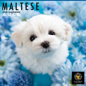 【処分セール】マルチーズ PICTWANカレンダー DOG 2022年カレンダー22CL-50014