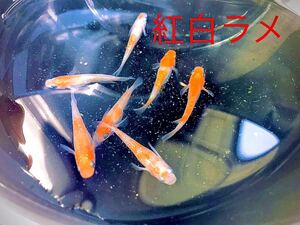 【メダカ】紅白ラメ　稚魚10匹＋保証分1匹　計11匹　ラメ　紅白　めだか
