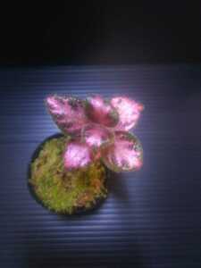 エピスシア　クプレアタ“ピンクアカジュ”　Episcia cupreata“Pink Acajau”from Colombia　熱帯植物　送料第4種植物郵便73円　