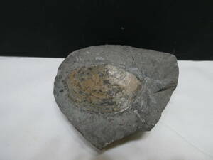 化石、白茶色二枚貝（白茶色の殻付き）北海道