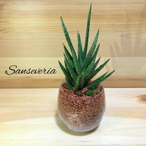 サンスベリア フランシシー ハイドロカルチャー 観葉植物