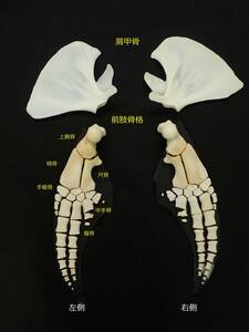 K0079-14★マダライルカ　前肢（胸鰭）骨格標本★【骨　骨格　科学 自由研究 生物 標本 インテリア 】