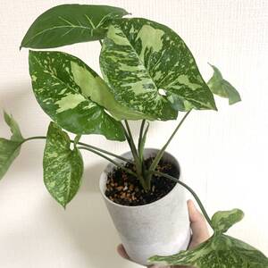 シンゴニウム ポドフィラム パンダ ( Sygoium podophyllum Panda ) 4号鉢