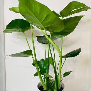 モンステラ アダンソニー鉢植え 6号鉢①