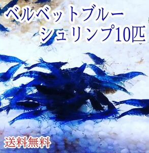 ベルベットブルー１０匹 送料無料 / カラー メダカ アクアリウム 赤 金魚 青 チェリー ヌマエビ ブラック