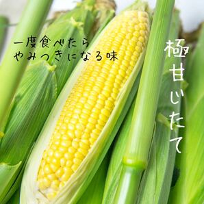 とうもろこし M10本