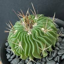 エキノフォスロカクタス 縮玉/Echinofossulocactus multicostatus 観葉植物 多肉植物 珍奇植物 サボテン ビザールプランツ_画像4