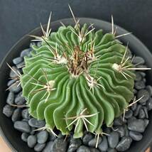 エキノフォスロカクタス 縮玉/Echinofossulocactus multicostatus 観葉植物 多肉植物 珍奇植物 サボテン ビザールプランツ_画像5