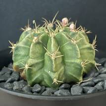 ギムノカリキウム ミハノビッチ/Gymnocalycium mihanovichii 観葉植物 多肉植物 珍奇植物 サボテン ビザールプランツ_画像6