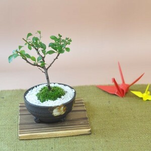  white flower Chojubai bonsai tree . tree white flower Chojubai bonsai tree . tree gift bonsai opening celebration . job wrapping Father's day Respect-for-the-Aged Day Holiday birthday 