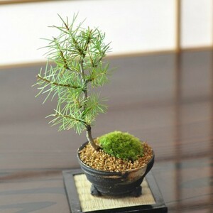 ka llama tsu. leaf make pine. bonsai Tang pine. bonsai gift bonsai opening celebration . job wrapping Father's day Respect-for-the-Aged Day Holiday birthday 