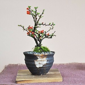  Mini Chojubai bonsai tree wistaria . work handmade small bowl 