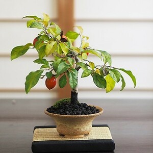  free shipping bonsai .. persimmon 5 year raw 