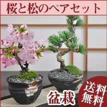 桜盆栽と松のペアセット 花と緑で始める盆栽 ミニ盆栽 鉢植え ギフト 贈り物 和 ミニ_画像1