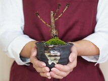 桜盆栽と松のペアセット 花と緑で始める盆栽 ミニ盆栽 鉢植え ギフト 贈り物 和 ミニ_画像6