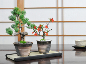 盆栽 花と松のペアセット　ミニ長寿梅と五葉松の盆栽 送料無料