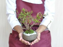 盆栽 チリメンカズラ ミニ盆栽 ミニ ちりめんかずら チリメンカズラ 雑木 紅葉 ギフト 敬老の日_画像4