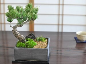  peace. garden . leaf pine bonsai mini bonsai pot .