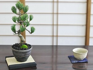 松盆栽 四国五葉松　威風凛凛 ミニ盆栽 盆栽 bonsai 松 趣味 ボンサイ 鉢植え 松柏 和 庭 盆栽妙 専門店