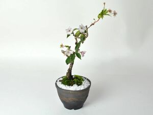 盆栽 桜 ミニ桜 十月桜 金彩鉢 ミニ盆栽 盆栽 bonsai 満開 お花見 ボンサイ 鉢植え 桜 sakura さくら 専門店 桜特集 盆栽妙