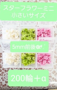 スターフラワーミニ 桜もちカラー 小さいサイズ 5mm前後 200輪以上 ケース入り ハーバリウム 花材 レジン封入 ハンドメイド