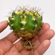 多肉植物 サボテン　ギムノカリキウム・ミハノビッチ錦　緋牡丹錦 斑入り　 Gymnocalycium Mihanovichii Variegated Cat's eyes_画像5