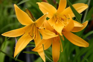 ヤフオク キスゲの中古品 新品 未使用品一覧 ヤフオク キスゲの中古品 新品 未使用品一覧