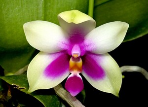 洋蘭原種 (905)　花つき　色彩の良い大きめの株です。Phal. bellina ファレノプシス ベリーナ シブリング