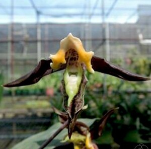 洋蘭原種 (128)　奇妙な形の花　Catasetum gnomus 'Jumbo' カタセタム　グノムス ’ジャンボ’