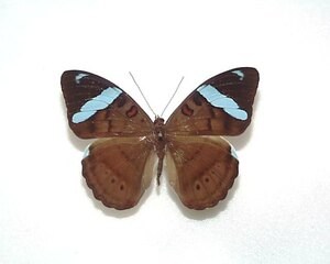 外国産蝶標本　ミズイロタテハ　A-♀　ブラジル 産