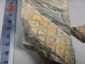 日本産　デボン紀リンボク化石