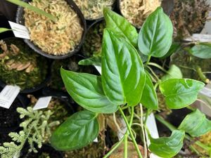 [ペルー産] Philodendron sp. tanakay 熱帯植物 フィロデンドロン サトイモ アロイド モンステラ 原種 水草