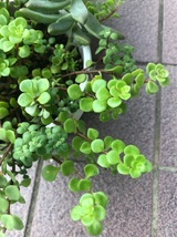 多肉植物 丸葉万年草を30本カット苗です　寄せ植えにも♪_画像3