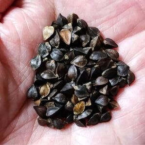 三重県いなべ産 玄ソバの実・種1kg〜