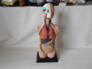 S / EDU-TOYS エデュトイズ トルソー型 人体模型 内臓模型 解剖模型 卓上サイズ 中古品