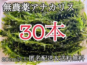 送料無料 30本20cm以上 無農薬アナカリス(オオカナダモ)アクアリウム餌水草 ザリガニエビ金魚メダカ金魚草