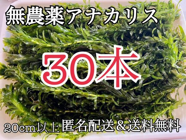 送料無料 30本20cm以上 無農薬アナカリス(オオカナダモ)アクアリウム餌水草 ザリガニエビ金魚メダカ金魚草金魚藻