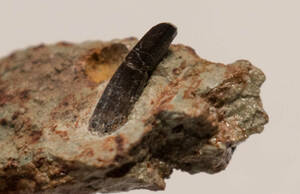 母岩付き　スピノサウルス科の歯の化石　No.2