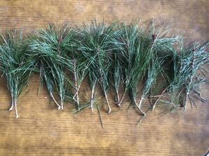 無農薬 天然赤松の葉 新芽 330g 血管を強くきれいにして、現代病予防に!