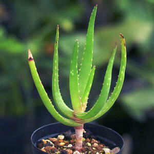 Aloe alfredii アロエ・アルフレディー 細身の珍種アロエ