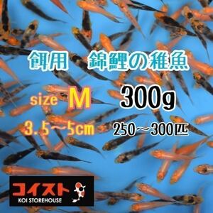 錦鯉稚魚　サイズM　300ｇ　餌用　約3.5～5㎝（250～300匹…）プラス10ｇ　選別漏れ
