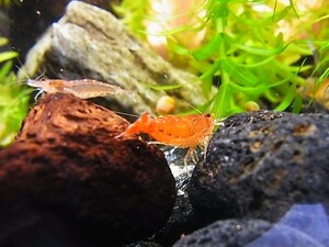 =AASO=Shrimp 自家繁殖ジャパンレッド赤ミナミヌマエビ 13～15ミリ前後　10匹 +オマケ1匹 !