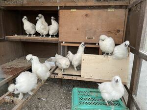 多産系烏骨鶏種卵有精卵孵化用８個