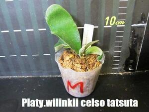 ビカクシダ Platy.wilinckii celso tatsuta