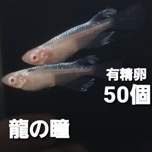 龍の瞳めだかの卵 50個