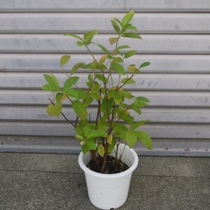 100円~● コバノズイナ ● 5号 ● 小葉の髄菜 ● 紅葉木 ● 白いブラシ状の花 ● 秋には葉が美しく色づきます ●