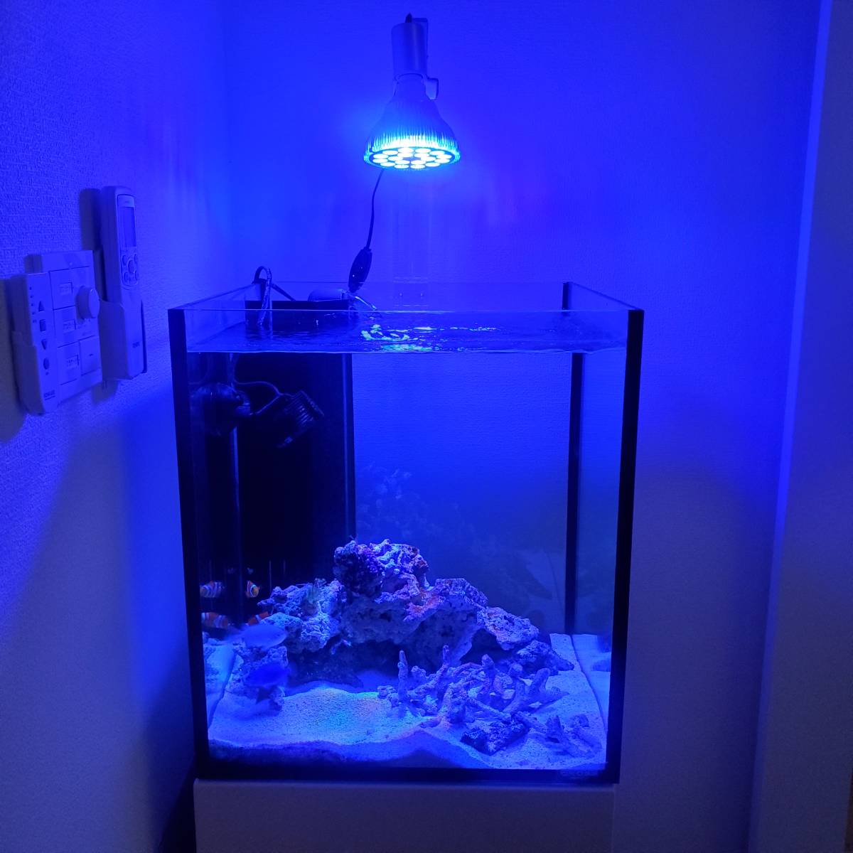 わせて】 LEDバックスクリーン(blue & orange)の通販 by Lino
